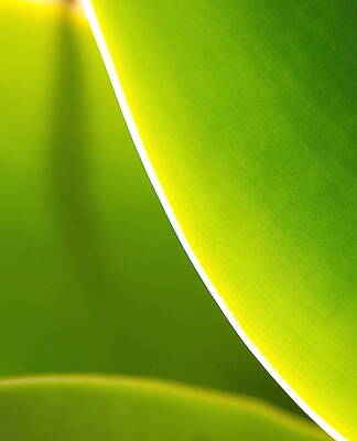 Succulent Sunlight by Kevin Itsaboutvision Succulent Sunlight by Kevin Itsaboutvision