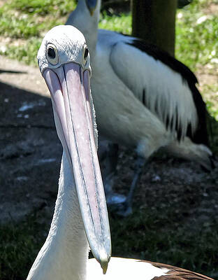 Such A Long Face by Paul Svensen Such A Long Face by Paul Svensen