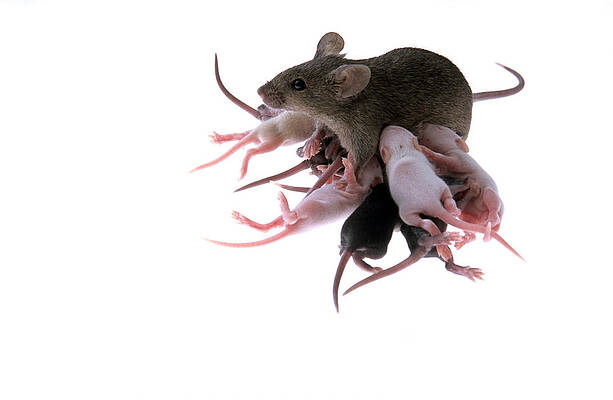 Wall Art - Photograph - Suckling Family Of Chimeric Lab Mice by Marc Steinmetz