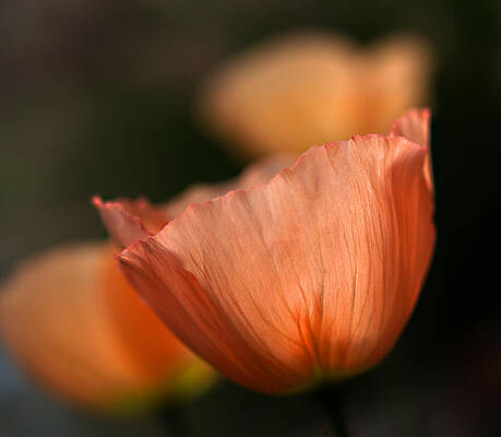 Suenos de Flores by Joe Schofield Suenos de Flores by Joe Schofield