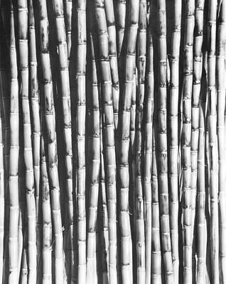 Sugarcane Art for Sale - Fine Art America