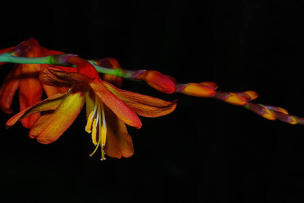 Summer beauty by Johan DeBoer