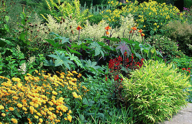 Wall Art - Photograph - Summer Border by Science Photo Library