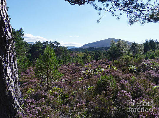 Summer in Abernethy Forest by Phil Banks Summer in Abernethy Forest by Phil Banks