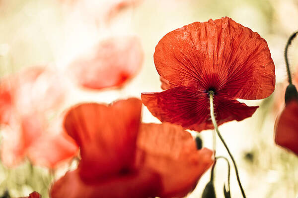 Wall Art - Photograph - Summer Poppy by Nailia Schwarz