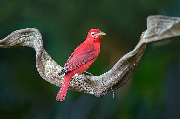 Wall Art - Photograph - Summer Tanager Piranga Rubra Perching by Panoramic Images