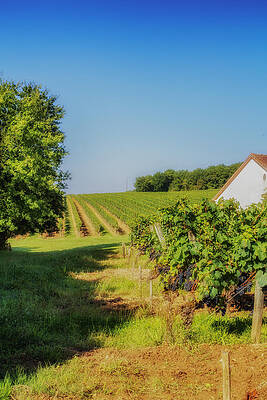 Wall Art - Photograph - Summer Vineyard by Georgia Clare