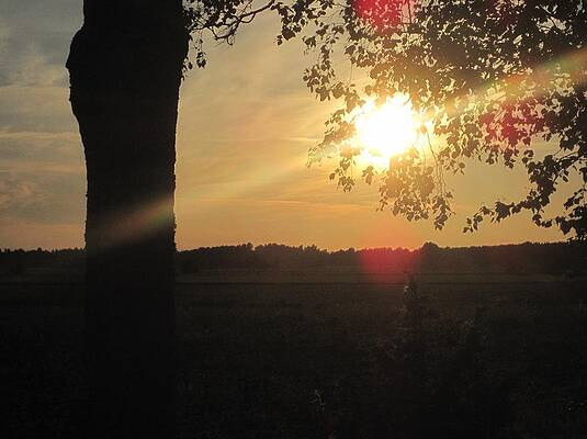 Sun And Field by M M