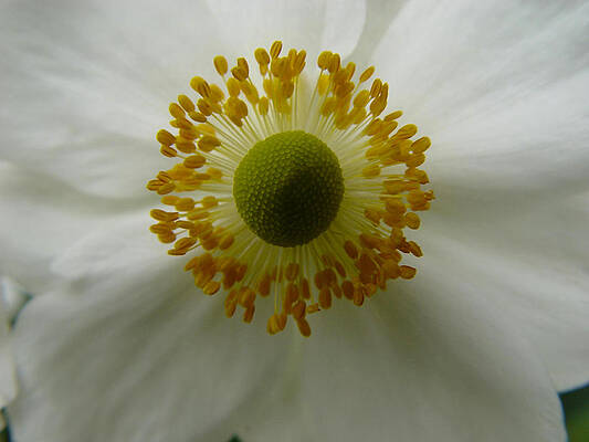 Sun Blossom by Noa Mohlabane Sun Blossom by Noa Mohlabane