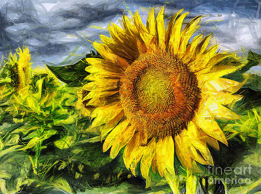 Sunflower garden sketch Royalty Free Vector Image
