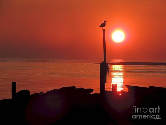 Sun Gull by Laurence Van Oliver Sun Gull by Laurence Van Oliver