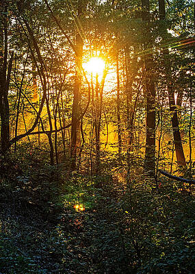 Wall Art - Photograph - Sun Sprite by Kevin Anderson
