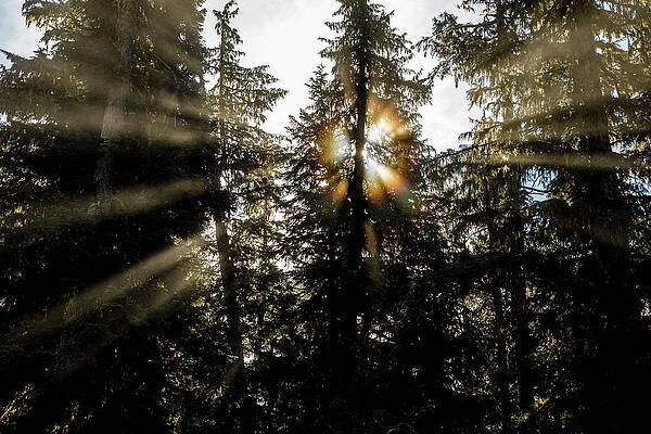 Wall Art - Photograph - Sunbeams Shining From Behind Trees by Ben Girardi