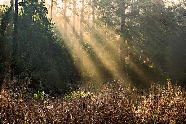 Sunbeams Shinning Through The Forest by Michael Whitaker Sunbeams Shinning Through The Forest by Michael Whitaker