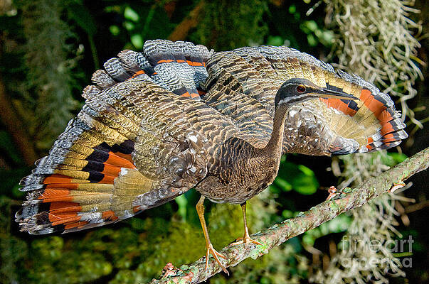 Wall Art - Photograph - Sunbittern Displaying by Anthony Mercieca