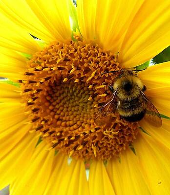 Sunflower And A Bee by Will Borden Sunflower And A Bee by Will Borden