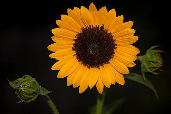Wall Art - Photograph - Sunflower and Two To Be by Jerry Gammon