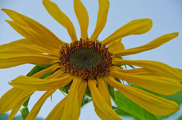 Sunflower in the Fog by Kathy Paynter Sunflower in the Fog by Kathy Paynter