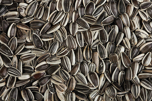 Wall Art - Photograph - Sunflower Seeds by Science Photo Library