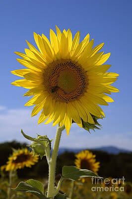 Sunflower. by IMAVIEW Photo and Design Sunflower. by IMAVIEW Photo and Design