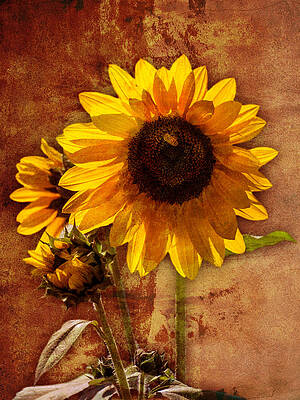 Sunflower with Bee Number Two by Bob Coates Sunflower with Bee Number Two by Bob Coates
