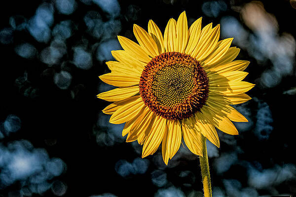 Wall Art - Photograph - Sunflower with Bokeh by Jerry Gammon