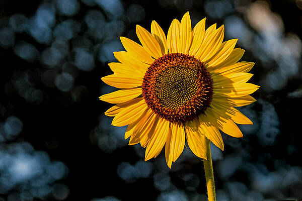 Wall Art - Photograph - Sunflower with Tree Bokeh by Jerry Gammon