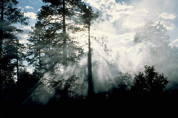Wall Art - Photograph - Sunlight Filtering Through Trees by John Deeks