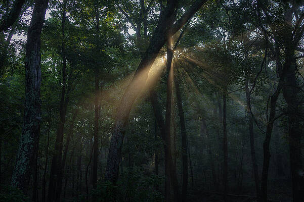 Sunlight in fog and trees by David Dedman