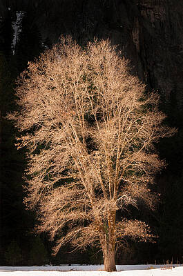 Wall Art - Photograph - Sunlight On Oak Tree, Yosemite Valley by Josh Miller