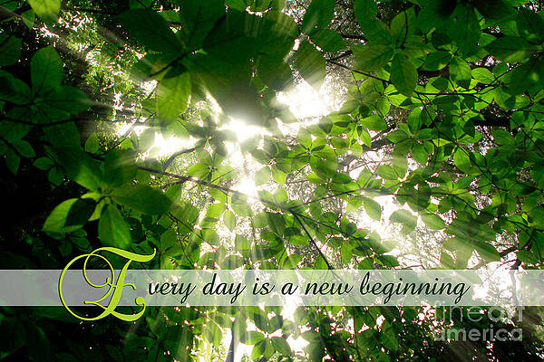 Wall Art - Photograph - Sunlight Streaming Through Leaves Trees in a Forest by Beverly Claire Kaiya