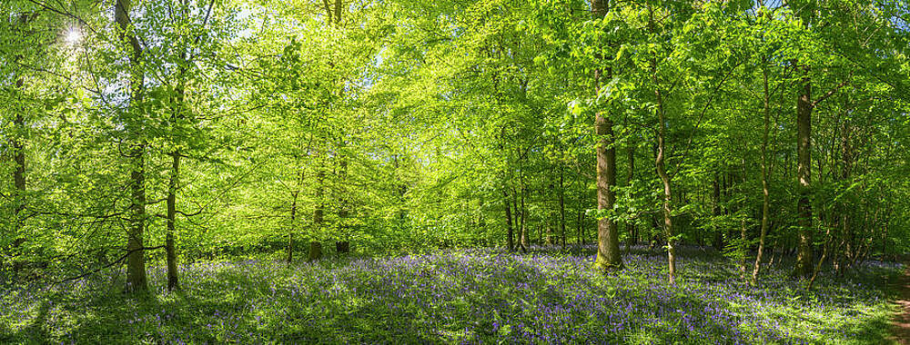 Sunlight Streaming Through Summer Print by Fotovoyager