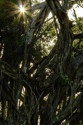Wall Art - Photograph - Sunlight Through the Tangle by Ed Gleichman