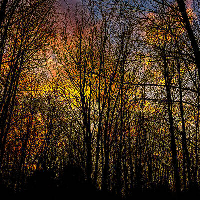 Wall Art - Photograph - Sunlit clouds through a leafless forest by Chris Bordeleau