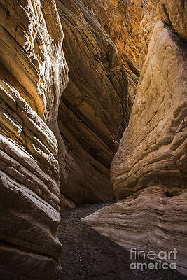 Sunlit Desert Path by Debbie D Anthony