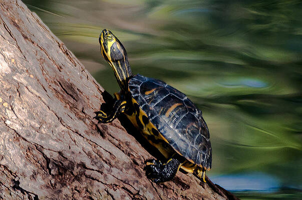 Sunning by Charles Moore Sunning by Charles Moore