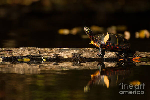 Sunning Turtle II by Heidi Farmer Sunning Turtle II by Heidi Farmer