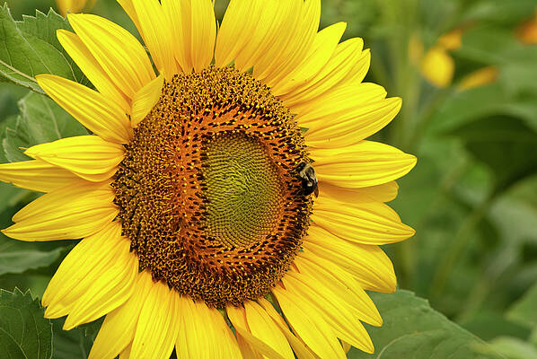 Wall Art - Photograph - Sunny Bee by Christi Kraft