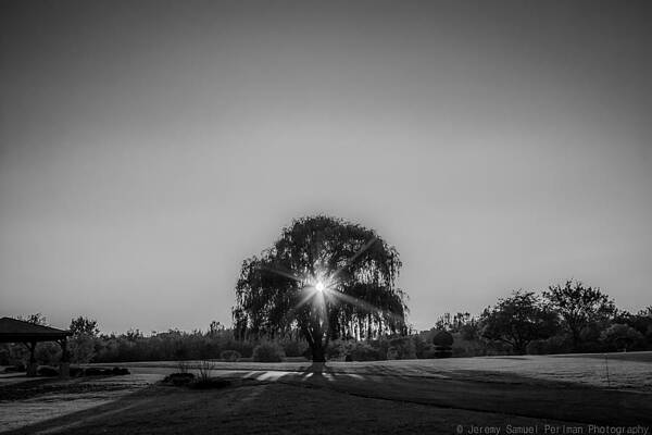 Sunny Willow by Jeremy Perlman