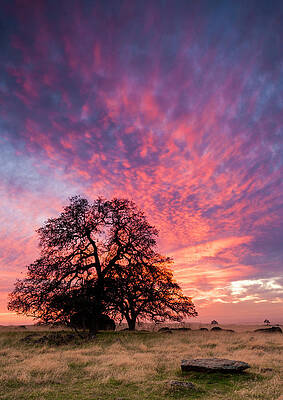 Wall Art - Photograph - Sunset And Oaks Looking by Josh Miller