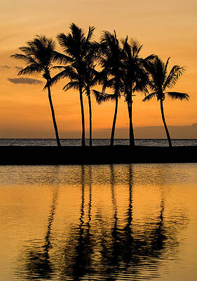 Wall Art - Photograph - Sunset And Palm Trees Reflected by Josh Miller