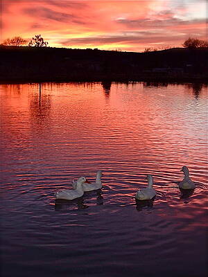Sunset at Duckpond by Kim Pippinger Sunset at Duckpond by Kim Pippinger