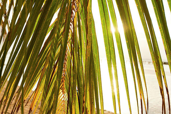 Wall Art - Photograph - Sunset Behind Palm Frond, West End by Logan Mock-Bunting