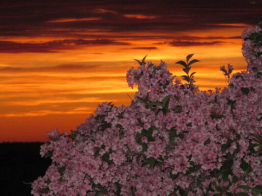 sunset blooms by Donnie Freeman sunset blooms by Donnie Freeman