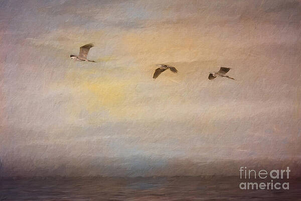 Sunset Flight by Jayne Carney Sunset Flight by Jayne Carney