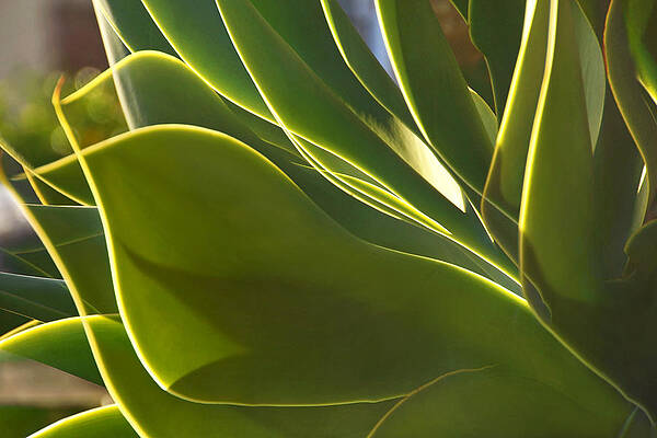 Wall Art - Photograph - Sunset Glow on Botanicals by Leda Robertson