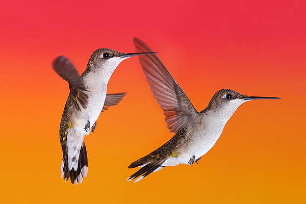 Wall Art - Photograph - Sunset Lady Sequence by Leda Robertson