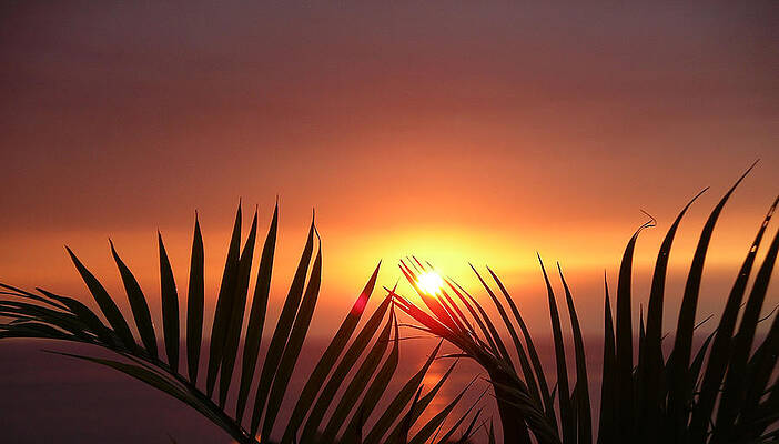 Sunset Palms by Karen Nicholson Sunset Palms by Karen Nicholson