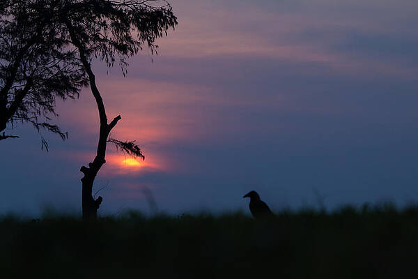 Wall Art - Photograph - Sunset by SAURAVphoto Online Store