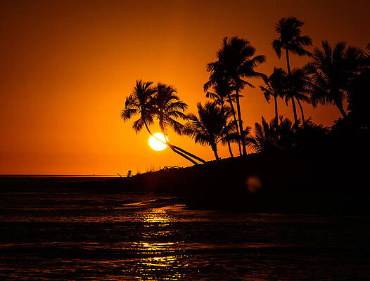 Wall Art - Photograph - Sunset Through the Palm Trees by Kathi Isserman